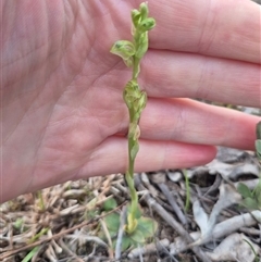 Hymenochilus cycnocephalus at Bungendore, NSW - suppressed