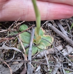 Hymenochilus cycnocephalus at Bungendore, NSW - suppressed