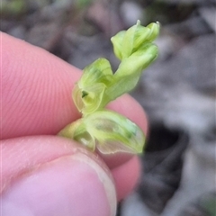 Hymenochilus cycnocephalus at Bungendore, NSW - suppressed