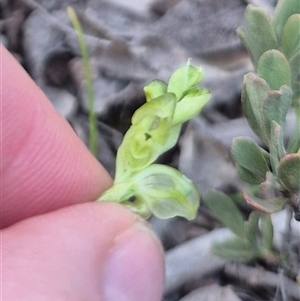 Hymenochilus cycnocephalus at Bungendore, NSW - suppressed