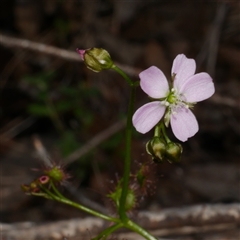Drosera peltata at Gherang, VIC - 5 Sep 2025 by WendyEM
