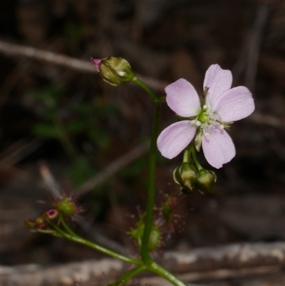 Drosera peltata at Gherang, VIC - 5 Sep 2025 by WendyEM