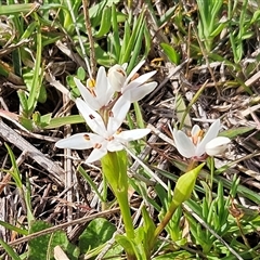 Wurmbea dioica subsp. dioica (Early Nancy) at Hawker, ACT - 23 Sep 2025 by sangio7