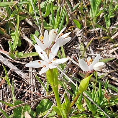 Wurmbea dioica subsp. dioica (Early Nancy) at Hawker, ACT - 23 Sep 2025 by sangio7