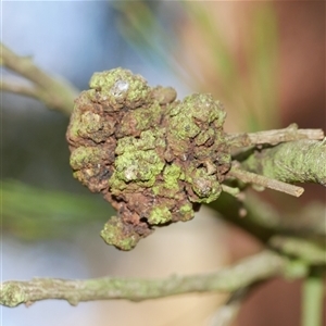Fungal gall of Exocarpos sp. at Gherang, VIC - 5 Sep 2025 by WendyEM