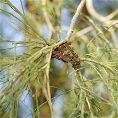 Fungal gall of Exocarpos sp. at Gherang, VIC - 5 Sep 2025 04:43 PM