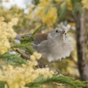 Colluricincla harmonica (Grey Shrikethrush) at Freshwater Creek, VIC - 7 Sep 2025 by WendyEM