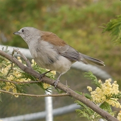 Colluricincla harmonica at Freshwater Creek, VIC - 7 Sep 2025 04:19 PM
