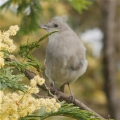 Colluricincla harmonica at Freshwater Creek, VIC - 7 Sep 2025 04:19 PM
