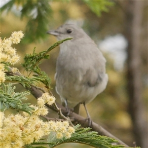 Colluricincla harmonica at Freshwater Creek, VIC - 7 Sep 2025 04:19 PM