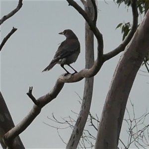 Strepera versicolor (Grey Currawong) at Freshwater Creek, VIC - 7 Sep 2025 by WendyEM