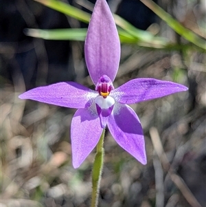 Glossodia major (Wax Lip Orchid) at Coonabarabran, NSW - 24 Sep 2025 by HelenCross