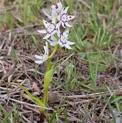 Wurmbea dioica subsp. dioica (Early Nancy) at Hawker, ACT - 23 Sep 2025 by sangio7