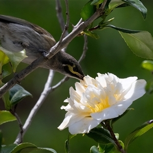 Caligavis chrysops (Yellow-faced Honeyeater) at Higgins, ACT - 24 Sep 2025 by Untidy