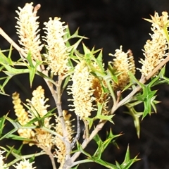 Grevillea ramosissima subsp. ramosissima (Fan Grevillea) at Queanbeyan West, NSW - 18 Sep 2025 by Harrisi