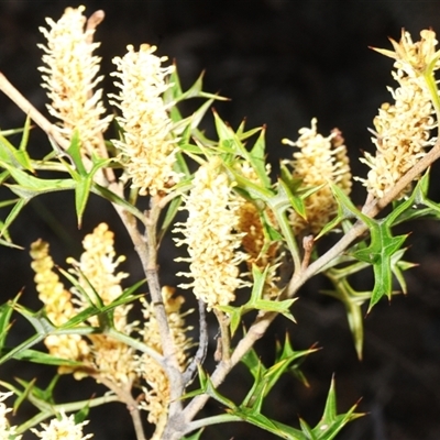 Grevillea ramosissima subsp. ramosissima (Fan Grevillea) at Queanbeyan West, NSW - 18 Sep 2025 by Harrisi