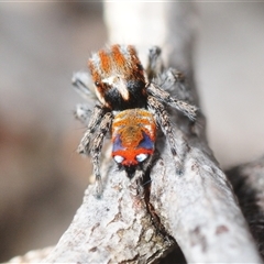 Maratus calcitrans (Kicking peacock spider) at Aranda, ACT - 25 Sep 2025 by Harrisi