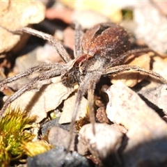 Argoctenus sp. (genus) (Wandering ghost spider) at Aranda, ACT - 25 Sep 2025 by Harrisi