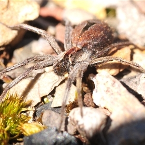 Argoctenus sp. (genus) (Wandering ghost spider) at Aranda, ACT - 25 Sep 2025 by Harrisi
