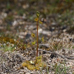 Drosera gunniana (Pale Sundew) at Tharwa, ACT - 24 Sep 2025 by TimL