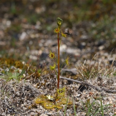 Drosera gunniana (Pale Sundew) at Tharwa, ACT - 24 Sep 2025 by TimL
