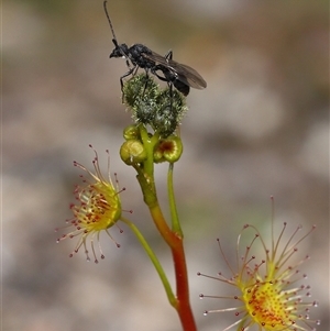 Formicidae (family) (Unidentified ant) at Tharwa, ACT - 24 Sep 2025 by TimL
