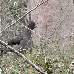 Menura novaehollandiae (Superb Lyrebird) at Bucketty, NSW - 26 Sep 2025 by MartinPredavec