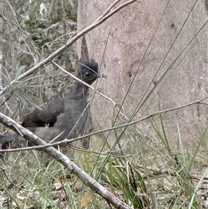 Menura novaehollandiae (Superb Lyrebird) at Bucketty, NSW - 26 Sep 2025 by MartinPredavec
