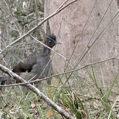 Menura novaehollandiae (Superb Lyrebird) at Bucketty, NSW - 26 Sep 2025 by MartinPredavec