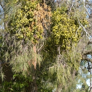 Notothixos subaureus at Sussex Inlet, NSW - 23 Sep 2025 by plants
