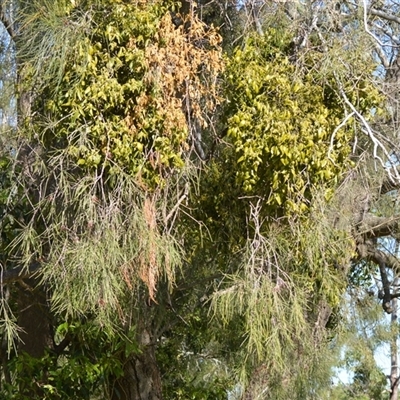 Notothixos subaureus at Sussex Inlet, NSW - 23 Sep 2025 by plants