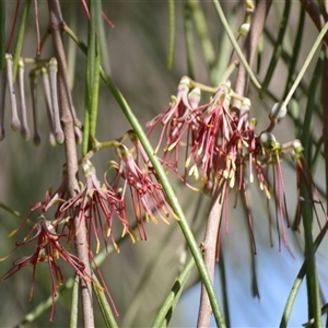 Amyema cambagei at Sussex Inlet, NSW - 23 Sep 2025 by plants
