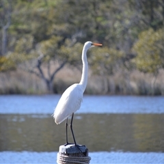 Ardea alba (Great Egret) at Sussex Inlet, NSW - 23 Sep 2025 by plants