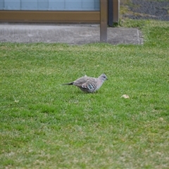 Ocyphaps lophotes (Crested Pigeon) at Sussex Inlet, NSW - 23 Sep 2025 by plants