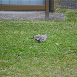 Ocyphaps lophotes (Crested Pigeon) at Sussex Inlet, NSW - 23 Sep 2025 by plants