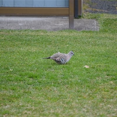 Ocyphaps lophotes (Crested Pigeon) at Sussex Inlet, NSW - 23 Sep 2025 by plants
