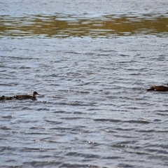 Anas castanea (Chestnut Teal) by plants