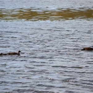Anas castanea (Chestnut Teal) by plants