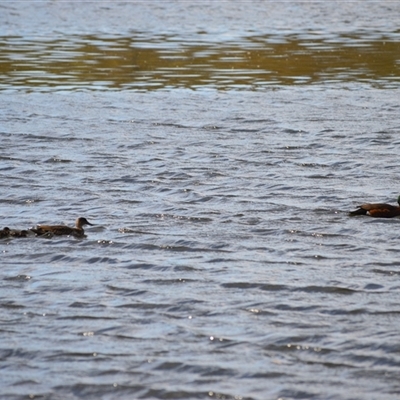 Anas castanea (Chestnut Teal) at  - suppressed by plants
