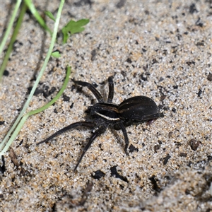Dolomedes (genus) (Fishing spider) at Bodalla, NSW - 23 Sep 2025 by davidcunninghamwildlife