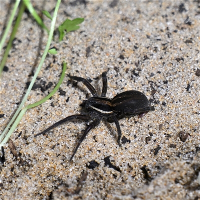Dolomedes (genus) (Fishing spider) at Bodalla, NSW - 23 Sep 2025 by davidcunninghamwildlife