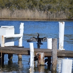 Anhinga novaehollandiae (Australasian Darter) at Sussex Inlet, NSW - 24 Sep 2025 by plants