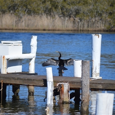 Anhinga novaehollandiae (Australasian Darter) at Sussex Inlet, NSW - 24 Sep 2025 by plants