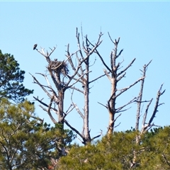 Pandion haliaetus (Osprey) by plants
