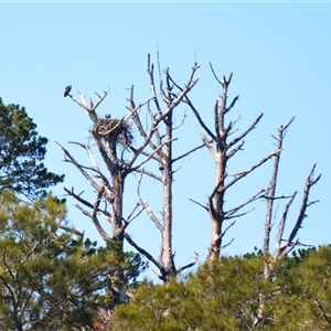 Pandion haliaetus (Osprey) by plants