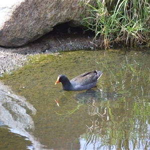 Gallinula tenebrosa (Dusky Moorhen) at Mogo, NSW - 25 Sep 2025 by plants