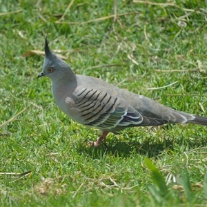 Ocyphaps lophotes (Crested Pigeon) at Mogo, NSW - 25 Sep 2025 by plants