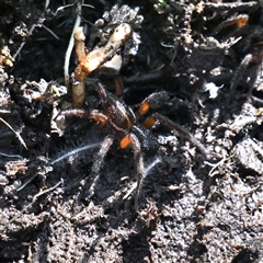 Dolomedes (genus) (Fishing spider) at Bodalla, NSW - 23 Sep 2025 by davidcunninghamwildlife