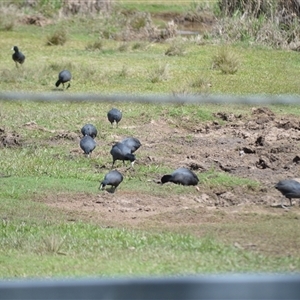 Fulica atra (Eurasian Coot) at Mogo, NSW - 25 Sep 2025 by plants