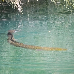 Anguilla reinhardtii (Long Finned Eel) at Mogo, NSW - 25 Sep 2025 by plants